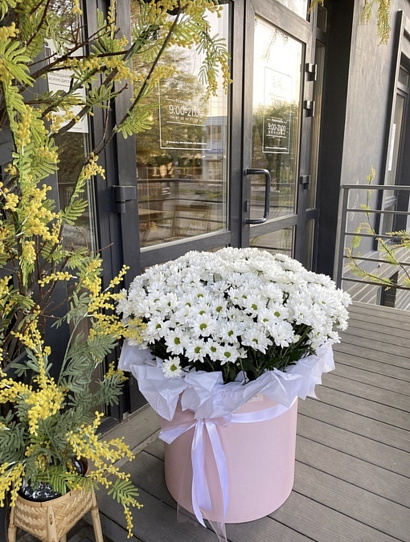 Big коробка ромашковой хризантемы