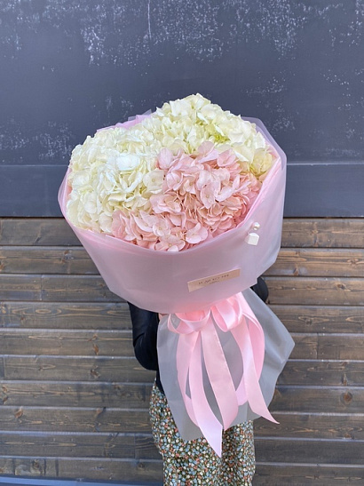 Колумбийские бело-розовые гортензии