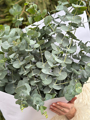 Охапка эвкалипта