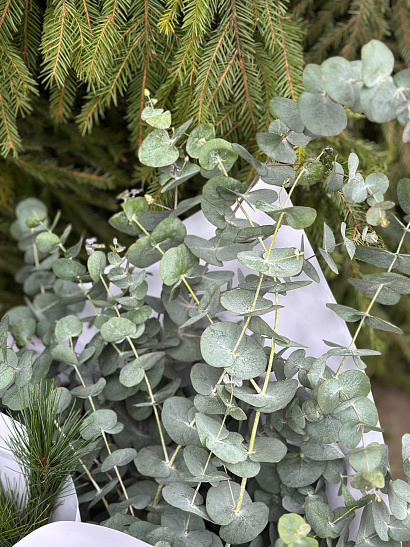 Охапка эвкалипта