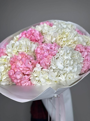 Бело-розовые гортензии 15 шт.