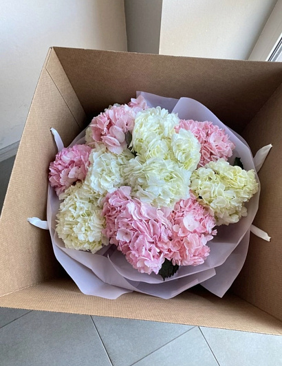 Колумбийские гортензии 11 шт.