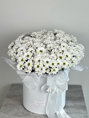 Снежное облако: 25 ромашковых хризантем в коробке
