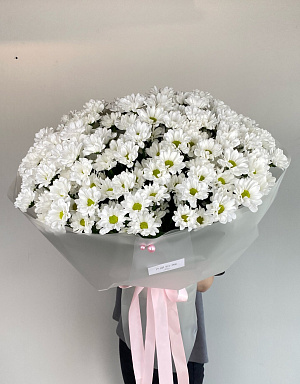 Ромашковая хризантема 25 шт. в матовой плёнке