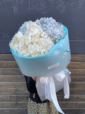 Колумбийские бело-голубые гортензии